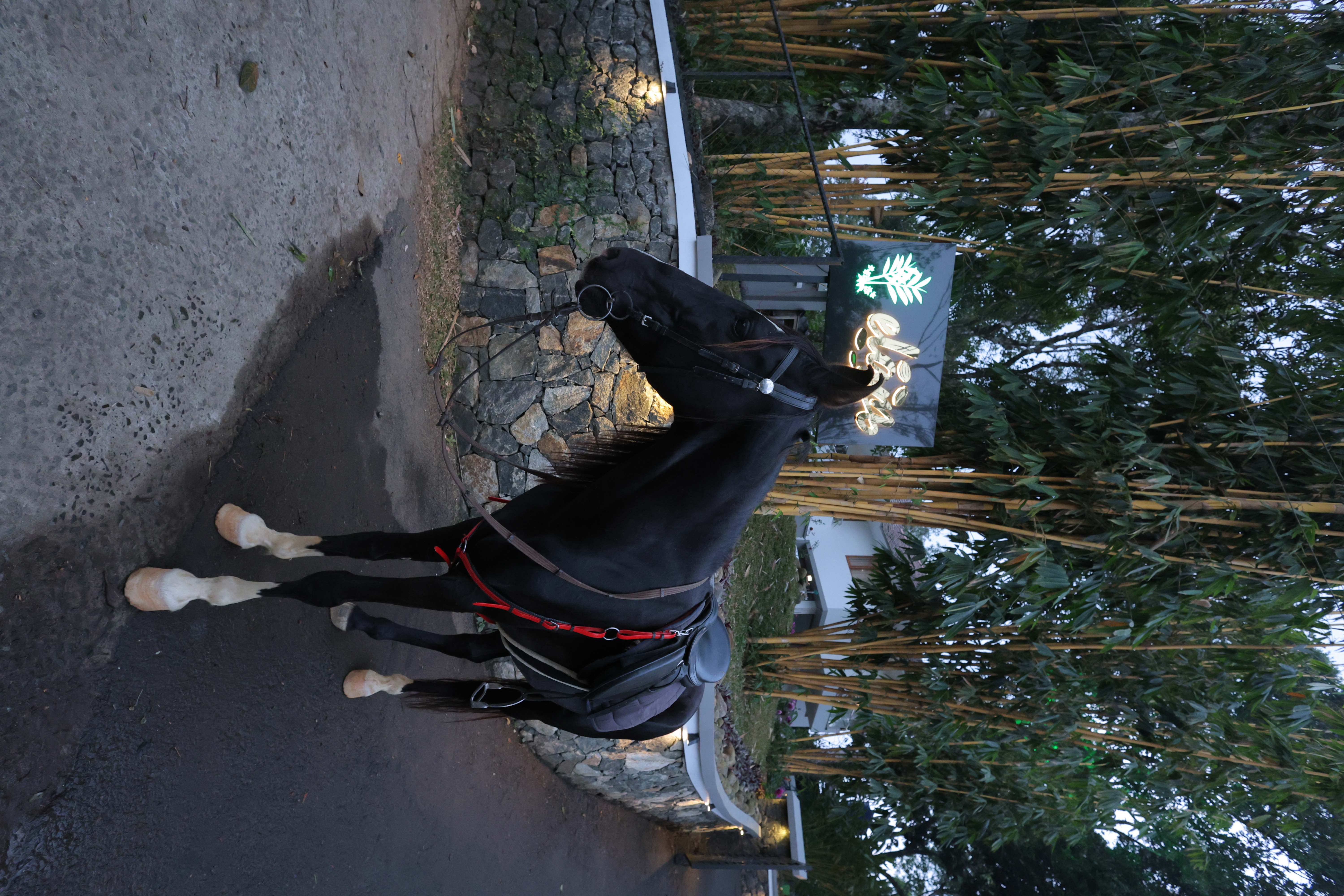 Horse Riding at Elam Villa – A Thrilling Experience in Nature